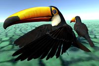 Toucan