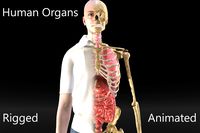 Skeleton With Internal Organs Rigged
