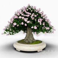 bonsai "Blooming Azalea"