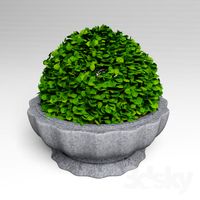 Bush in a flowerbed