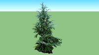 cedrus