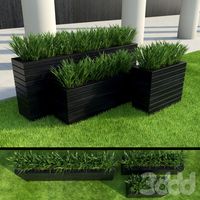 Next Grass