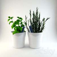 Herbs in pots