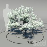 Кизил цветущий (Cornus florida)