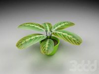 Цветок Maranta