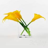 Callas