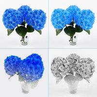 Hydrangea