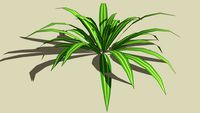 Tropical leaf plant