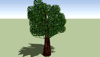 baum