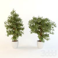 ficus