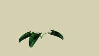 Elephant Ear Plant