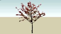 イロハモミジ(Acer palmatum)