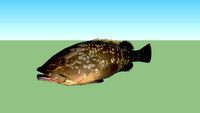 Grouper (low poli)
