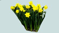 FaceMeDaffodils