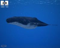 Humpback Whale (Megaptera Novaeangliae)3d model