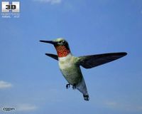 Bee Hummingbird (Mellisuga Helenae)3d model