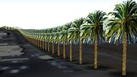 Date palm tree beside wadi in CBD area.