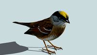 Golden crowned sparrow (3D), breeding plummage