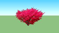 WINGED BURNING BUSH