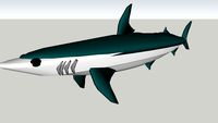 Shortfin Mako Shark