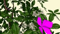 Magnolia tree