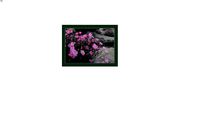 Mexican Primrose on Boulders