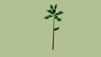 Bamboo