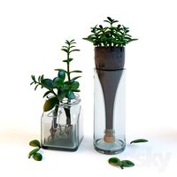 Money tree in a glass jar