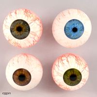Eyeball3d model