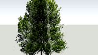 Hickory (Carya) / Хикория