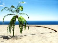 Palm # 13d model