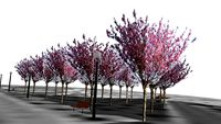 Al Hussein Gardens - Trees part5.