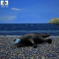 Platypus3d model