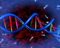 DNA3d model