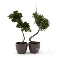 Olive Tree