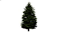 2D Tree Conifer 2