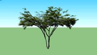 Maple Japanese Acer palmatum medium green.skp