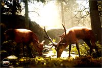 Animalia - Red Deer (pack)