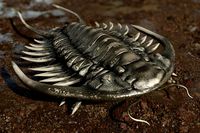 Trilobite 03 - PARACERAURUS EXSUL