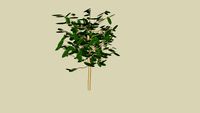 Design – High-Quality Tree