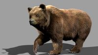 Bear3d model