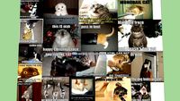cat captions
