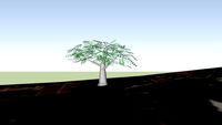 Arbol Milenario de Cedro