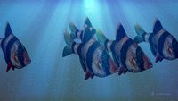 Tiger Barbs