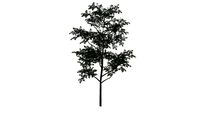BROADLEAF TREE 4