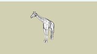 Masai Giraffe