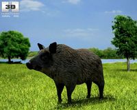 Boar Sus Scrofa 3D Model