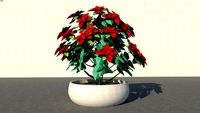 Indoor Plant 10 (Poinsettia)