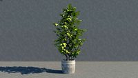 Indoor Plant 2 (Gold Capella)
