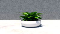 Indoor Plant 1